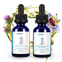 Thumbnail for Nervous System Immunity Regimen