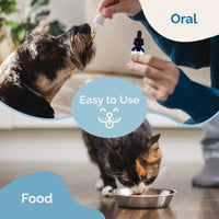 Thumbnail for Respiratory Support For Cats