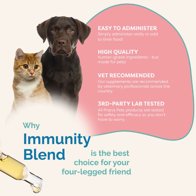 Complete Feline Gut Health Regimen