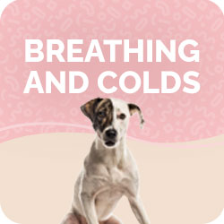 Breathing problems for Dogs