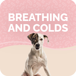 Breathing problems for Dogs