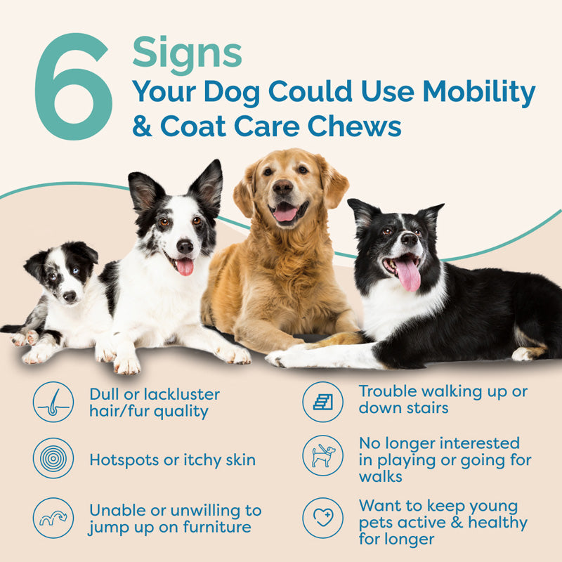 Mobility & Coat Care Chews for Dogs
