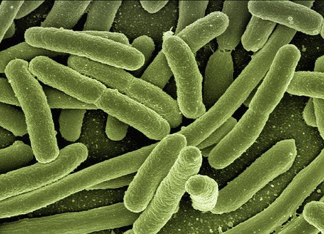 files/Lactobacillus_acidophilus.jpg