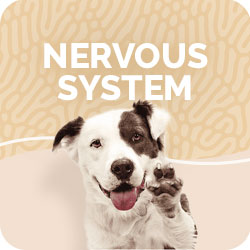 Dog Brain & Nervous System Treatments