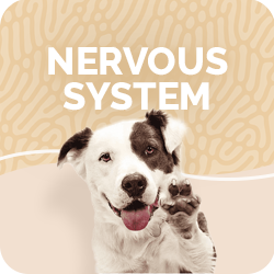 Dog Brain & Nervous System Treatments