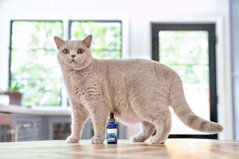Senior dog with Prana Pets Immunity Blend