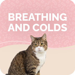 Cat Respiratory Breathing
