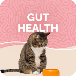 Cat Digestive Health