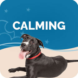 Anxiety & Calming Supplements for Dogs