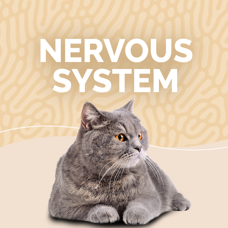 Cat Nervous System Supplements