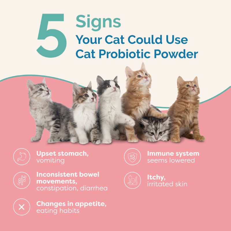 Cat Probiotic Powder - FREE GIFT