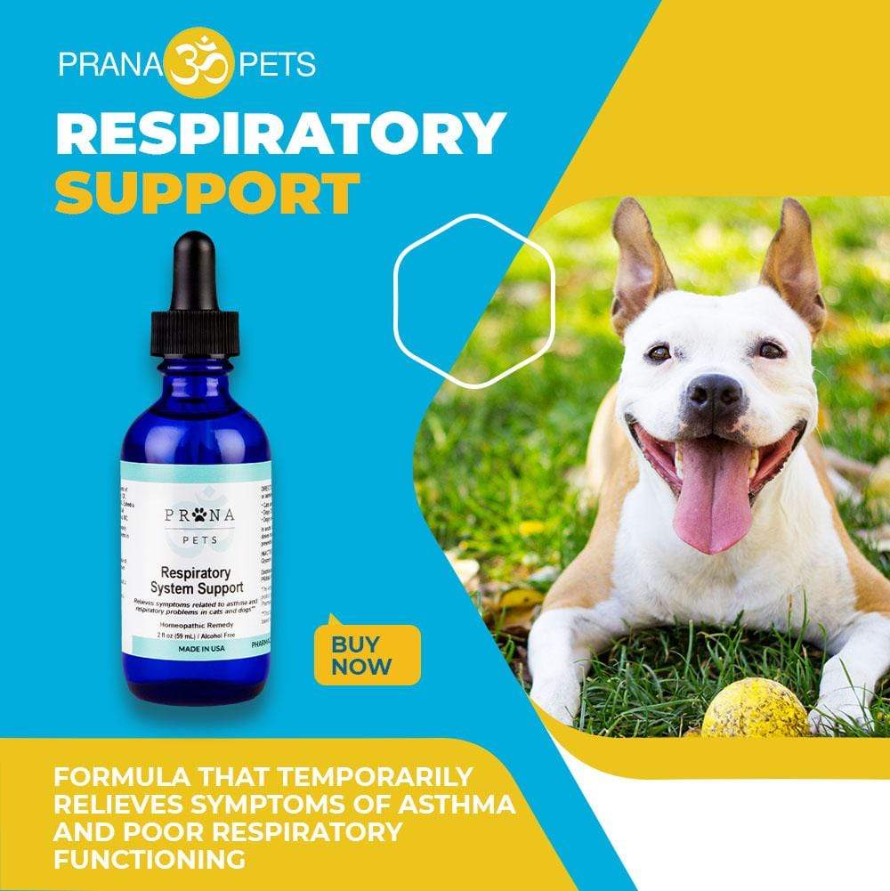 Respiratory System Support- Asthma Defense