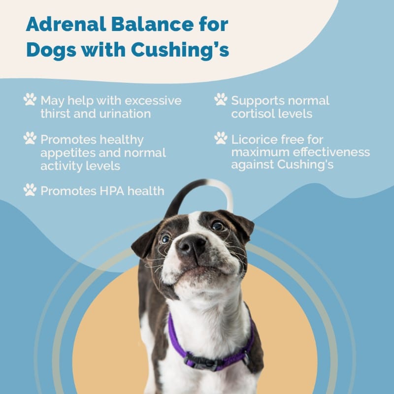 Adrenal Balance for Dogs with Cushing's