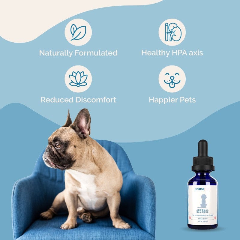 Cushing's Treatment for Dogs - Natural Adrenal Balance