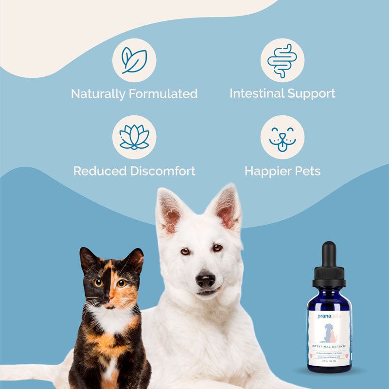 Intestinal Defense Herbal Dewormer for Dogs