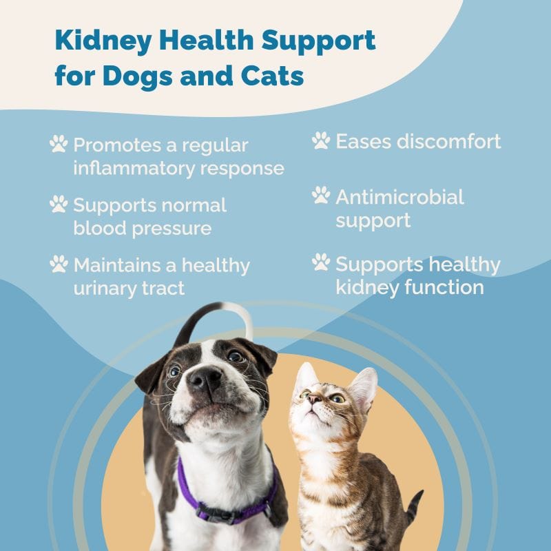 Kidney Health Support for Pets