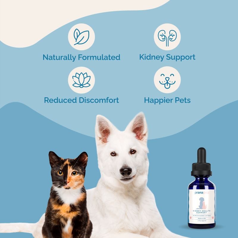 Kidney Health Support for Pets