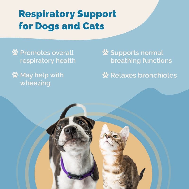 Respiratory Support For Cats