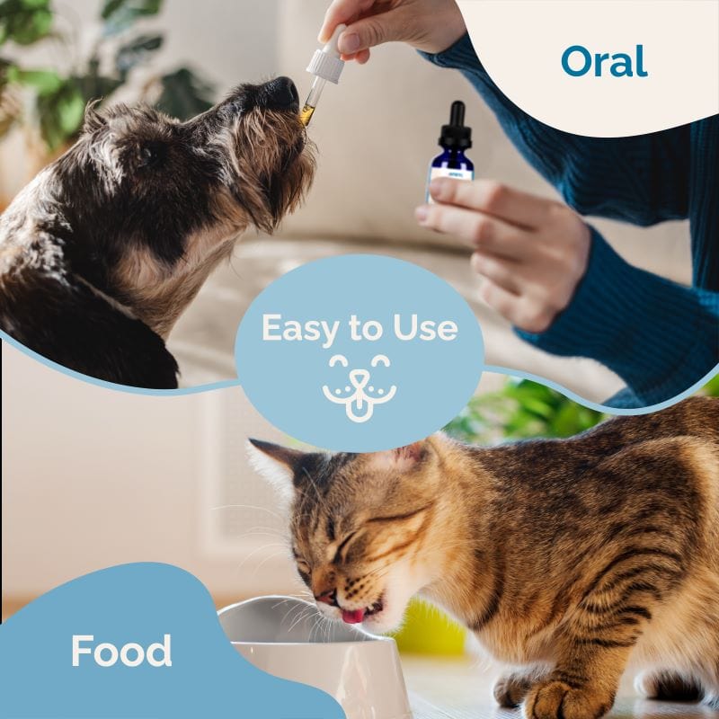 Sinus Support for Dogs and Cats